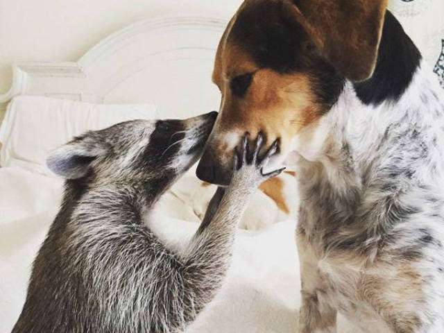 【画像】アライグマの画像が集まるトピ