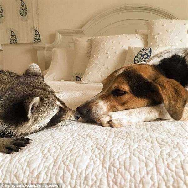 【画像】アライグマの画像が集まるトピ