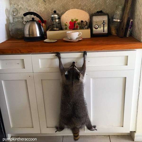 【画像】アライグマの画像が集まるトピ