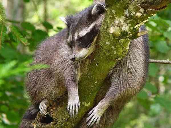 【画像】アライグマの画像が集まるトピ