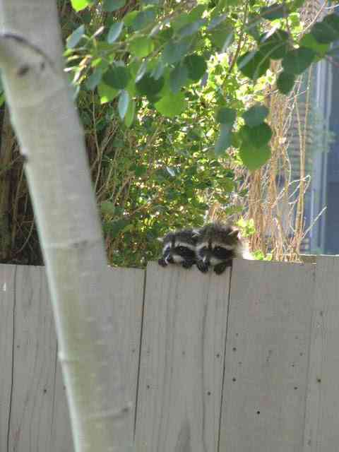【画像】アライグマの画像が集まるトピ