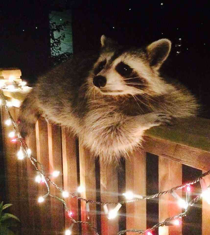【画像】アライグマの画像が集まるトピ