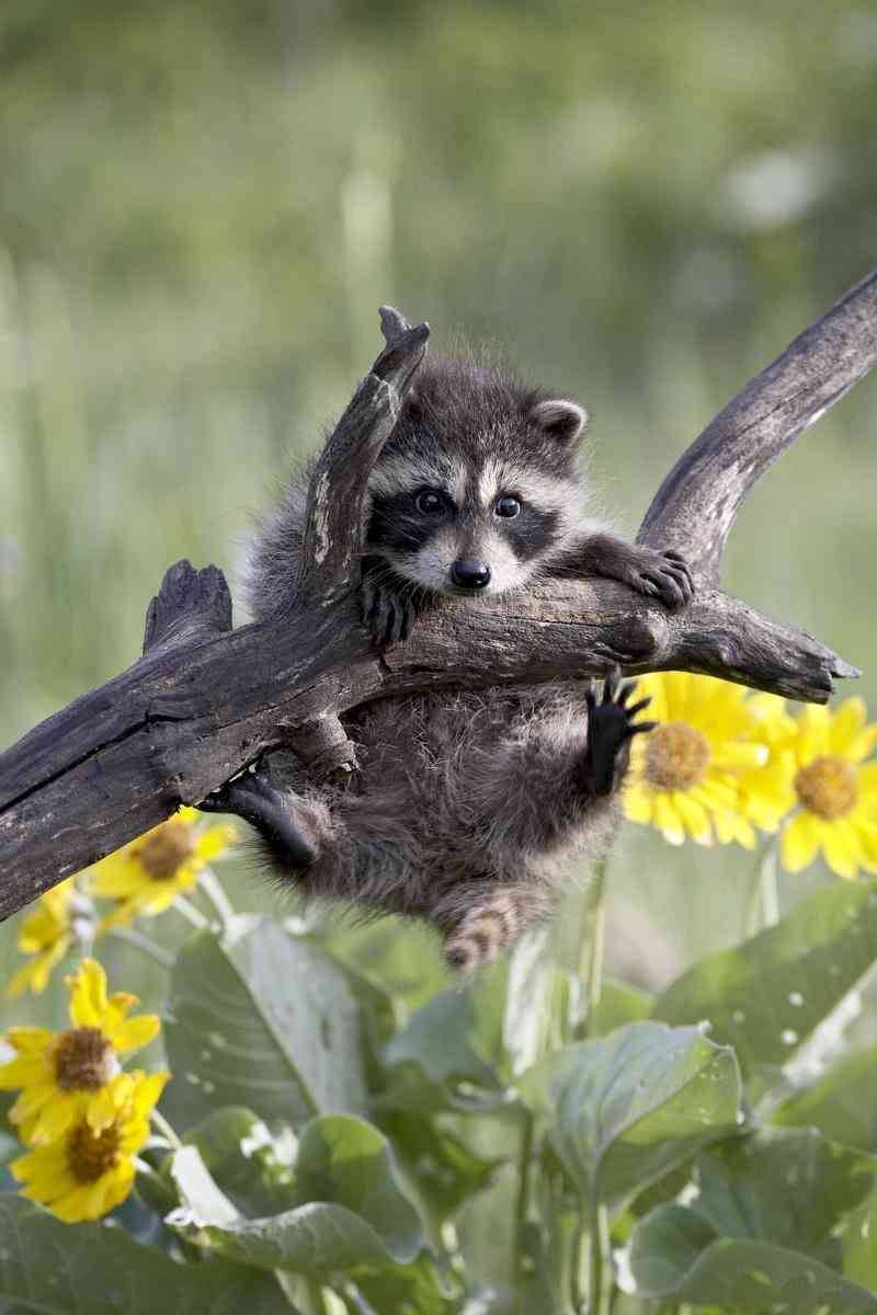 【画像】アライグマの画像が集まるトピ