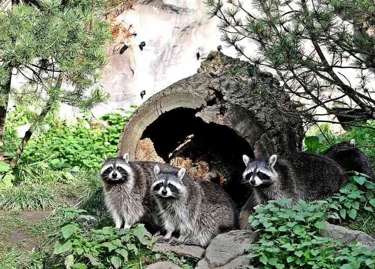 【画像】アライグマの画像が集まるトピ