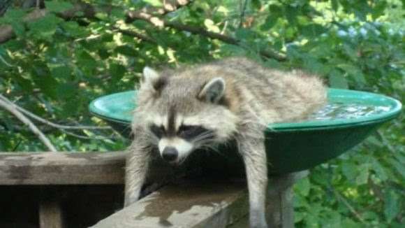 【画像】アライグマの画像が集まるトピ