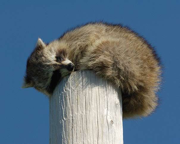 【画像】アライグマの画像が集まるトピ