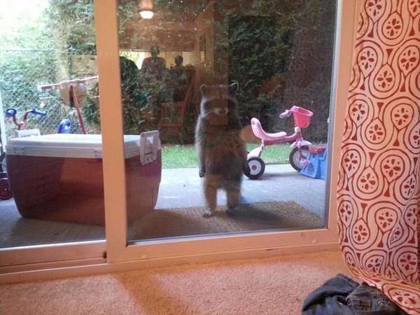 【画像】アライグマの画像が集まるトピ