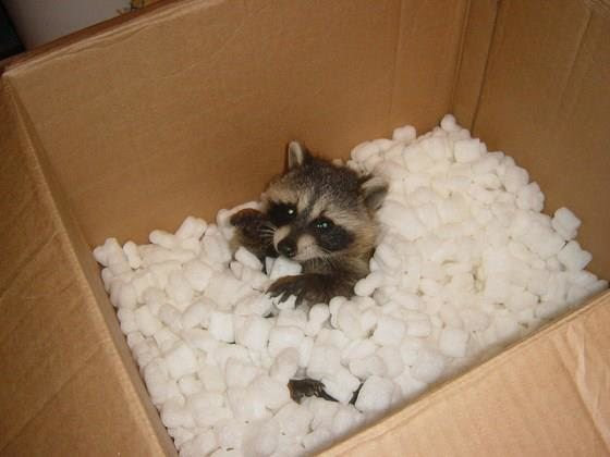 【画像】アライグマの画像が集まるトピ
