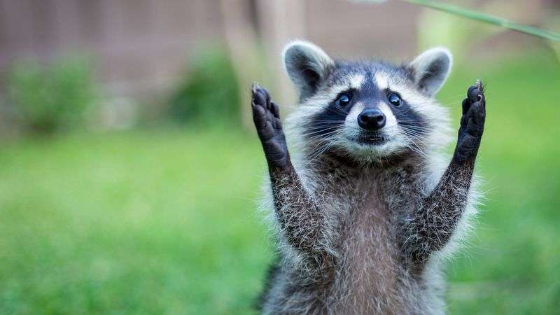 【画像】アライグマの画像が集まるトピ