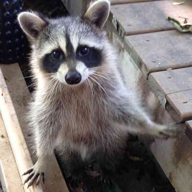 【画像】アライグマの画像が集まるトピ