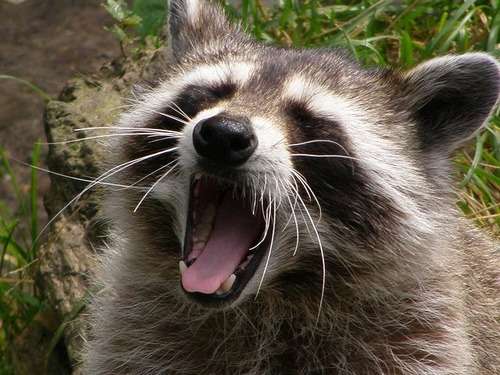 【画像】アライグマの画像が集まるトピ