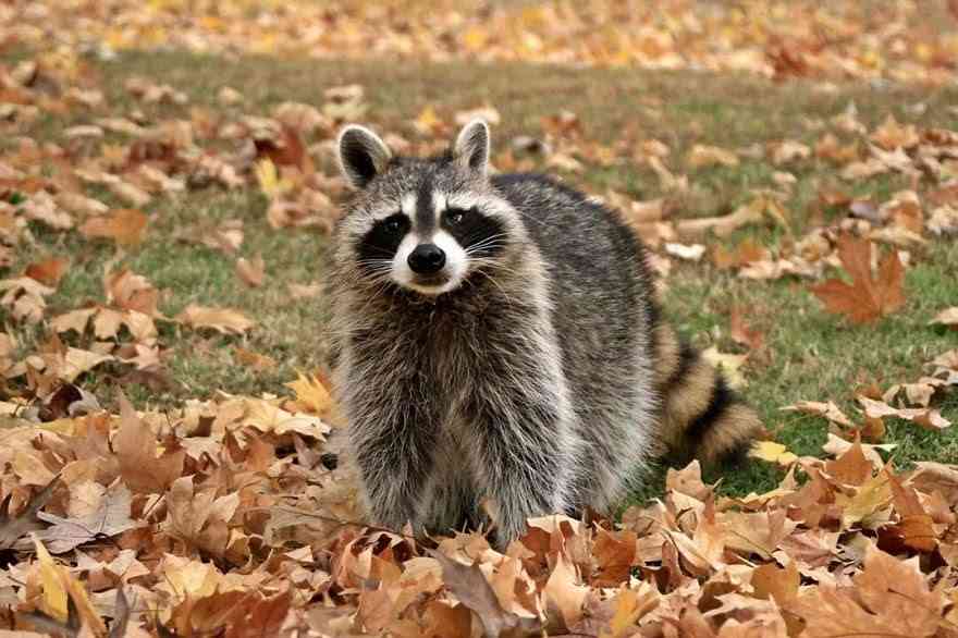 【画像】アライグマの画像が集まるトピ