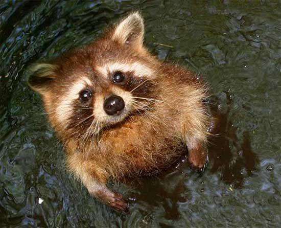 【画像】アライグマの画像が集まるトピ