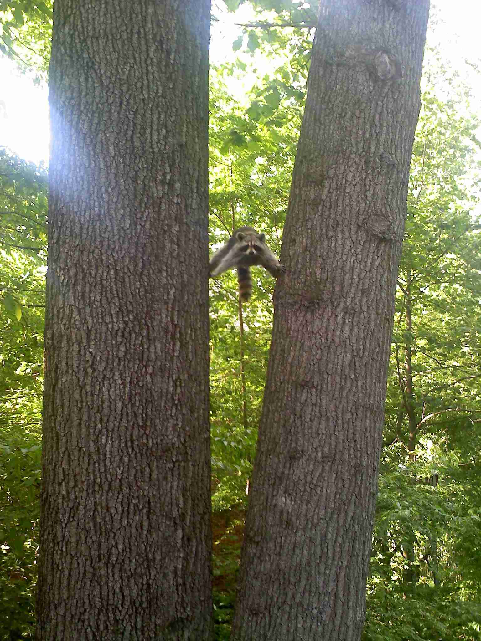 【画像】アライグマの画像が集まるトピ
