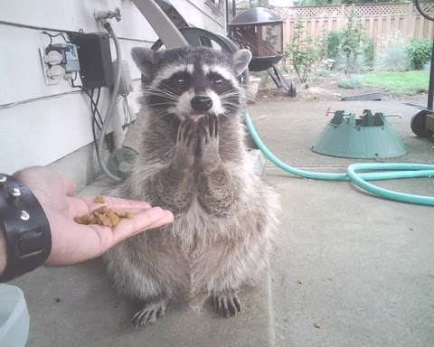 【画像】アライグマの画像が集まるトピ