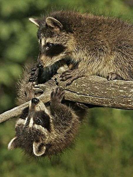 【画像】アライグマの画像が集まるトピ