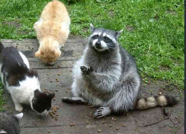 【画像】アライグマの画像が集まるトピ