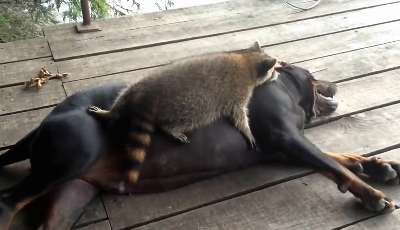 【画像】アライグマの画像が集まるトピ