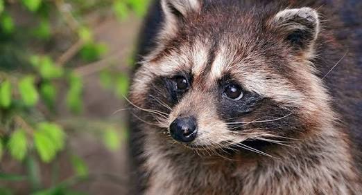 【画像】アライグマの画像が集まるトピ