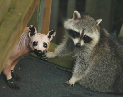 【画像】アライグマの画像が集まるトピ