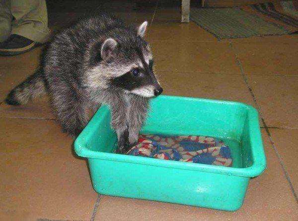 【画像】アライグマの画像が集まるトピ