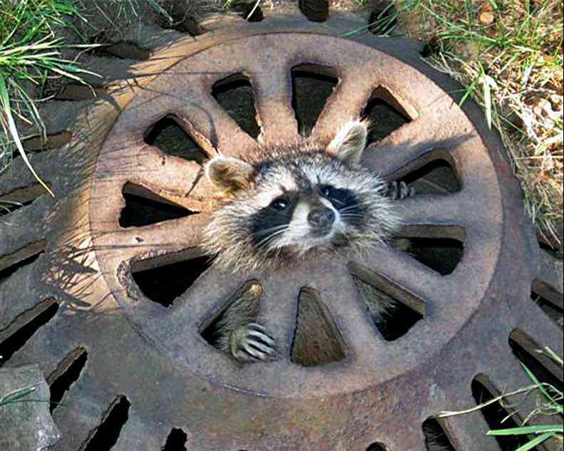 【画像】アライグマの画像が集まるトピ