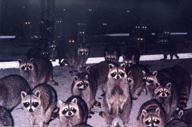 【画像】アライグマの画像が集まるトピ