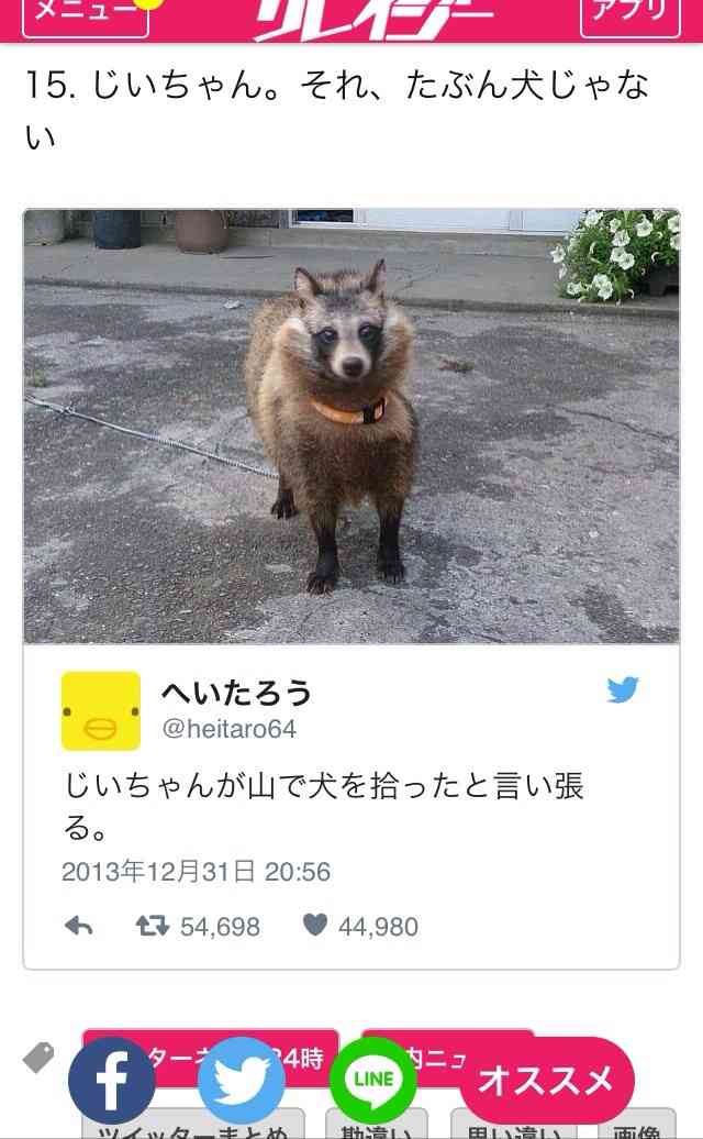 【画像】アライグマの画像が集まるトピ
