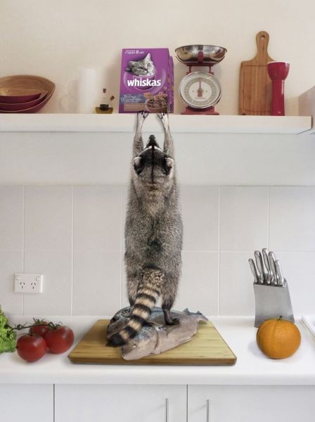 【画像】アライグマの画像が集まるトピ