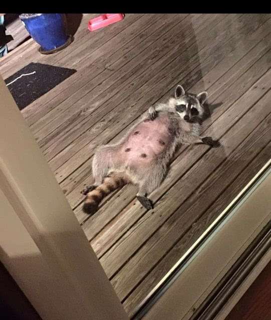 【画像】アライグマの画像が集まるトピ