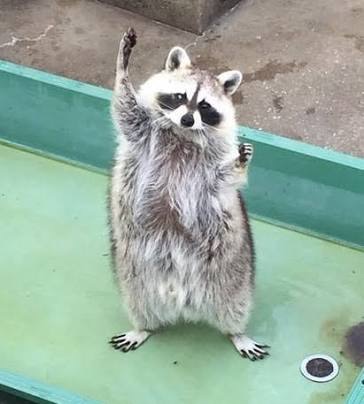 【画像】アライグマの画像が集まるトピ