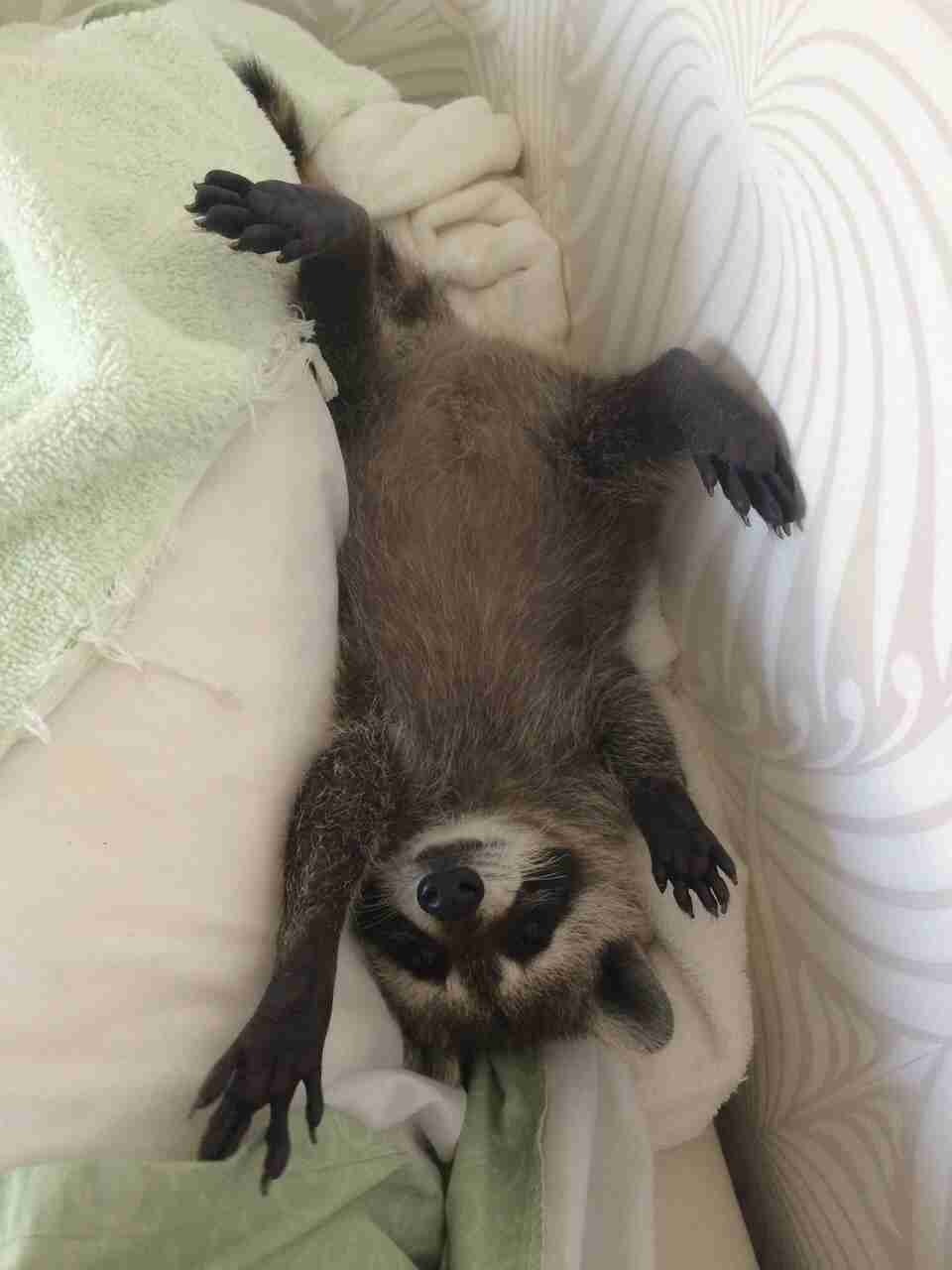 【画像】アライグマの画像が集まるトピ