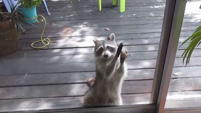 【画像】アライグマの画像が集まるトピ