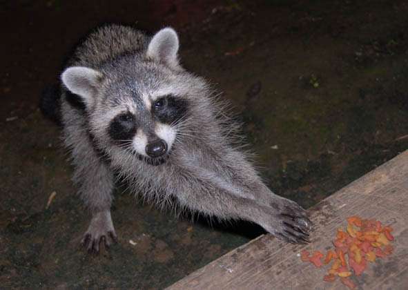 【画像】アライグマの画像が集まるトピ