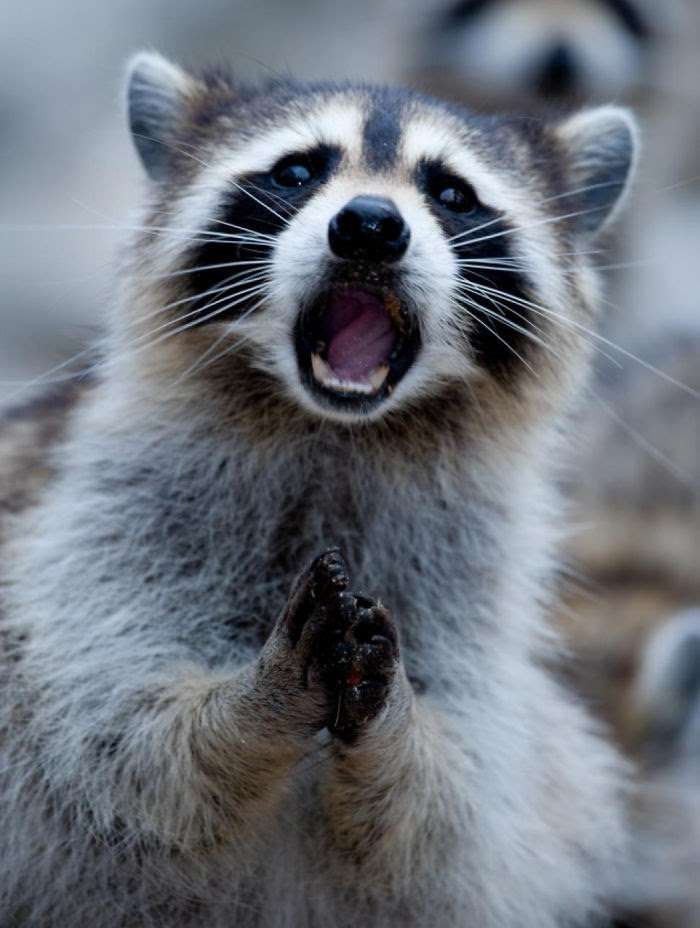 【画像】アライグマの画像が集まるトピ