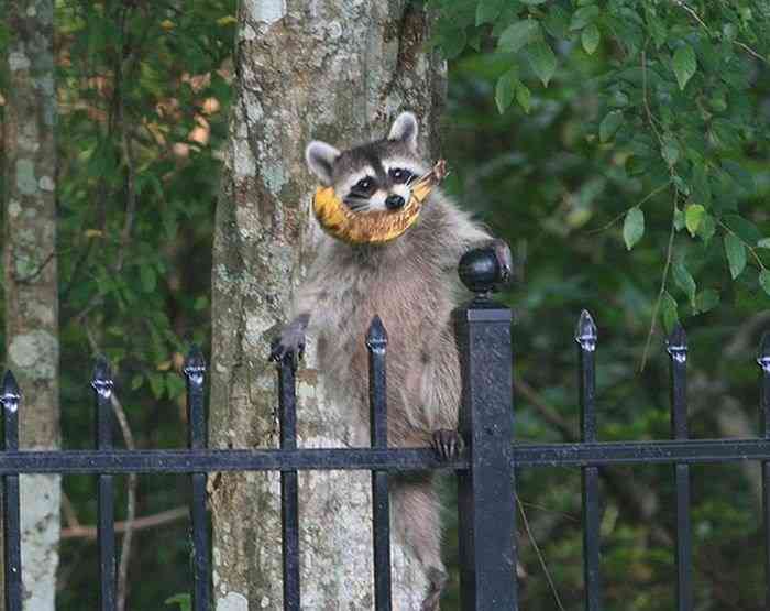 【画像】アライグマの画像が集まるトピ