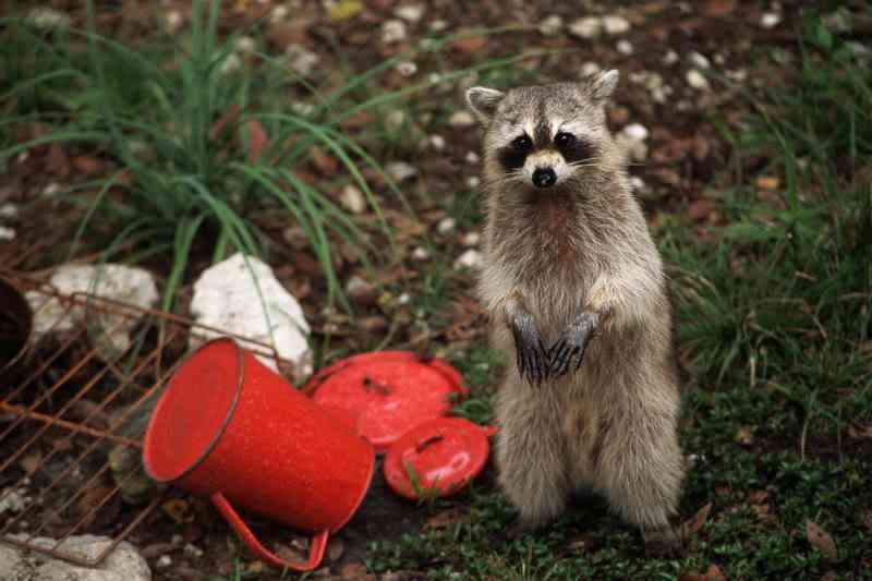 【画像】アライグマの画像が集まるトピ