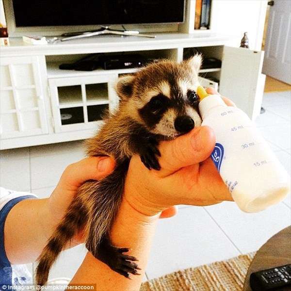 【画像】アライグマの画像が集まるトピ