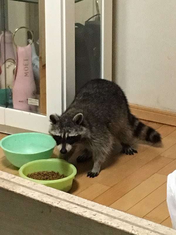 【画像】アライグマの画像が集まるトピ
