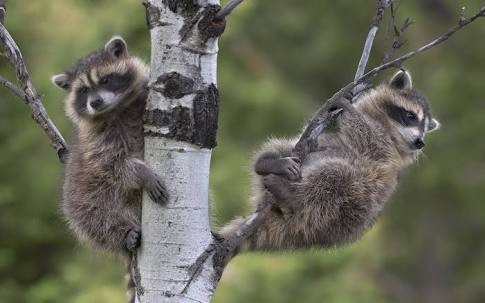 【画像】アライグマの画像が集まるトピ