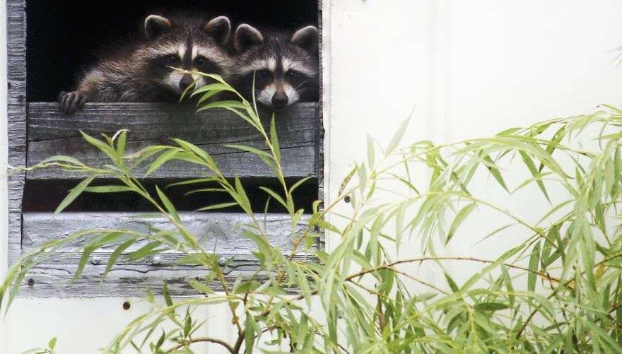 【画像】アライグマの画像が集まるトピ