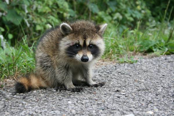 【画像】アライグマの画像が集まるトピ