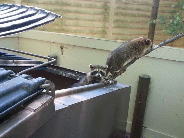 【画像】アライグマの画像が集まるトピ