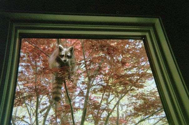 【画像】アライグマの画像が集まるトピ