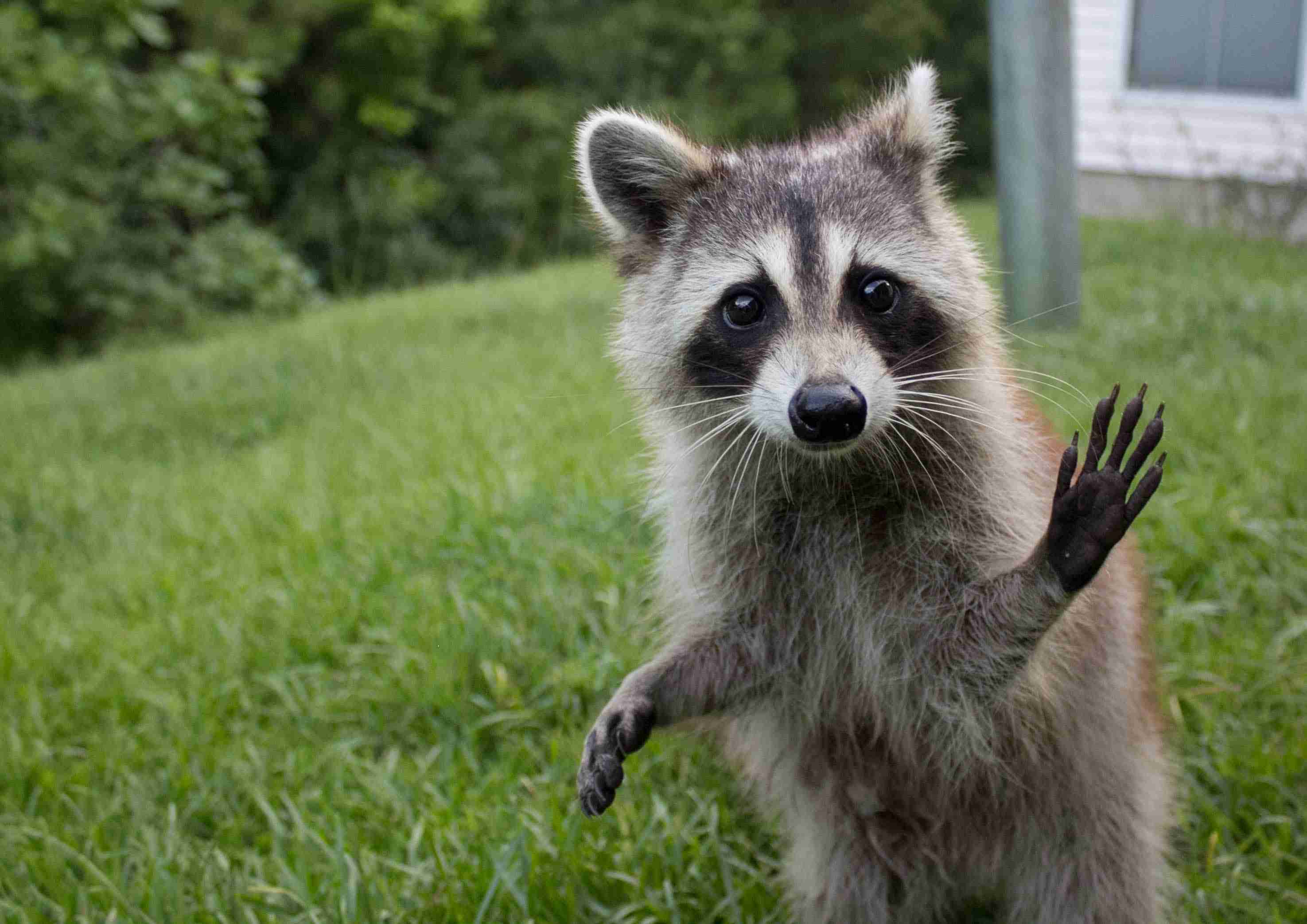 【画像】アライグマの画像が集まるトピ