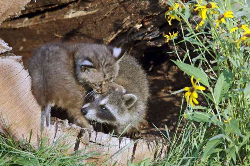 【画像】アライグマの画像が集まるトピ