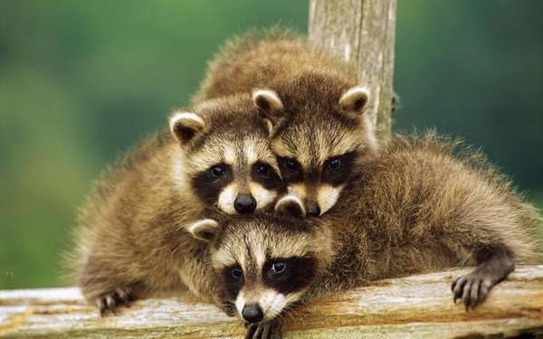 【画像】アライグマの画像が集まるトピ