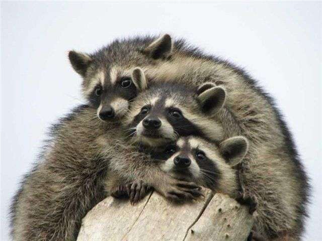 【画像】アライグマの画像が集まるトピ