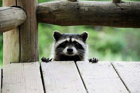 【画像】アライグマの画像が集まるトピ