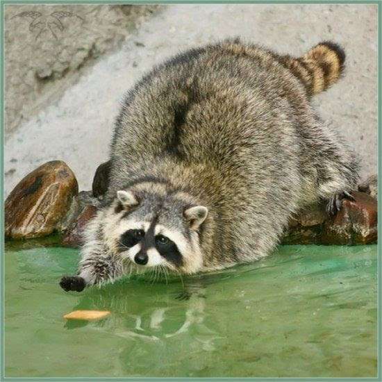 【画像】アライグマの画像が集まるトピ
